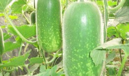 怀仁网红大瓜最新消息 吃瓜群众在七零,七零社区热议事件全解析”